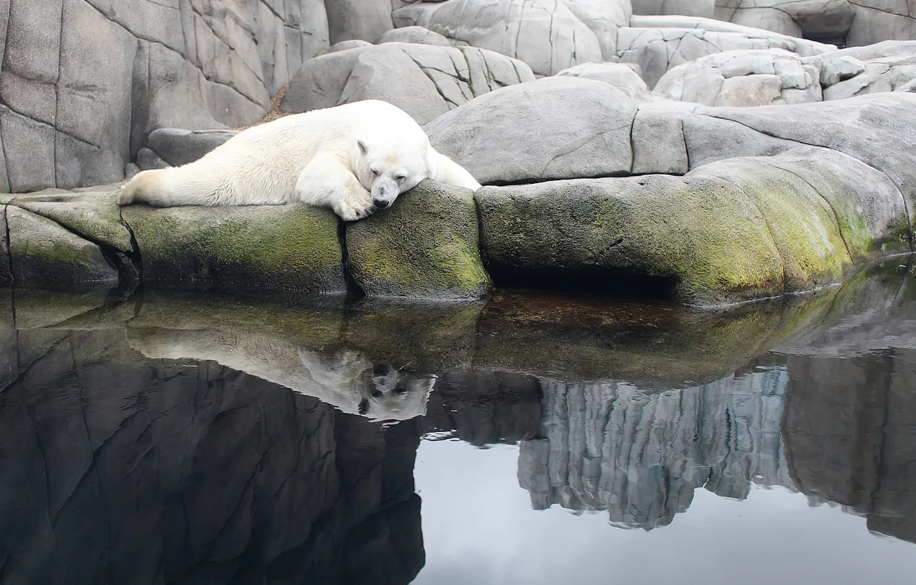 Фото обои белый, вода, пруд, камни, медведь, спит