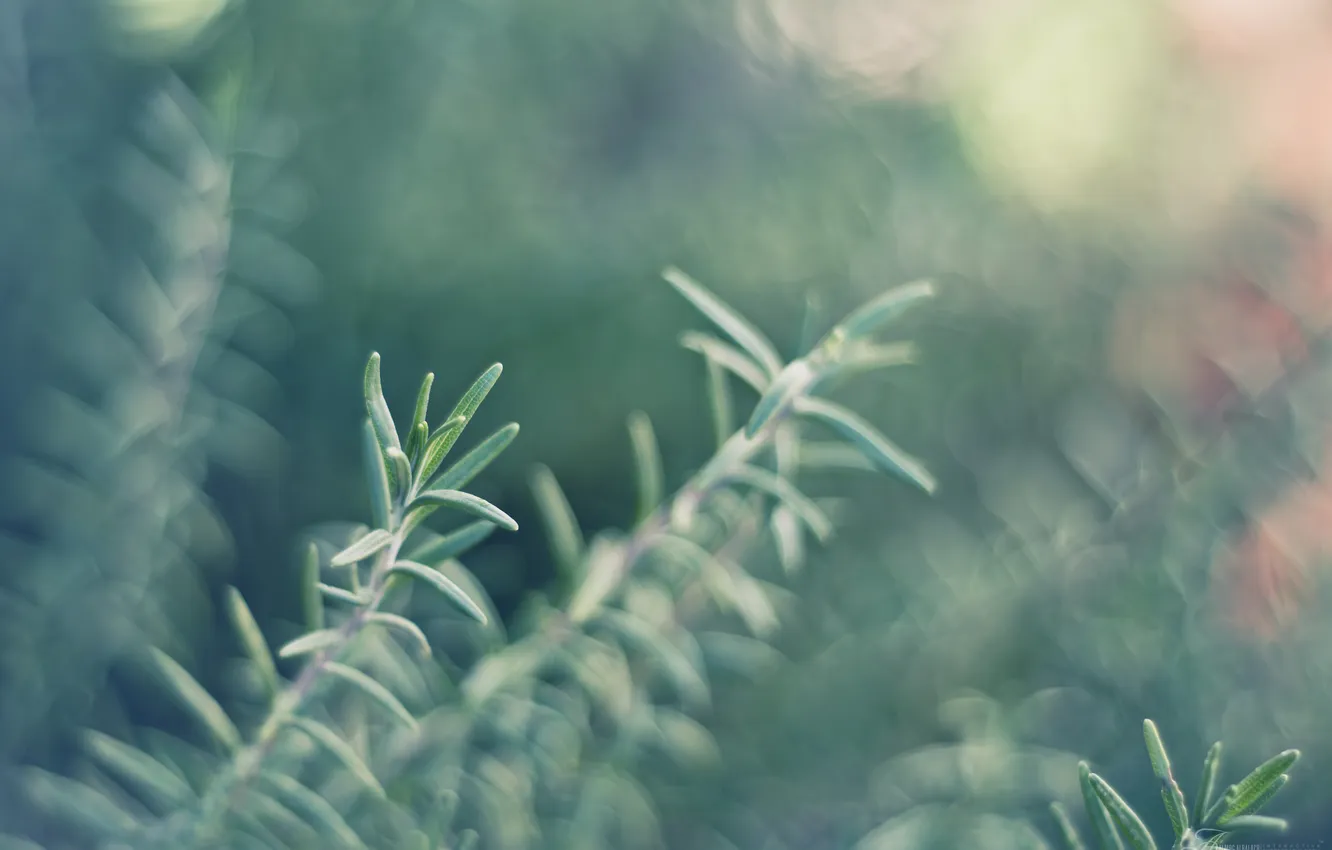 Фото обои макро, растение, фокус, Focus, macro, боке, bokeh, plant