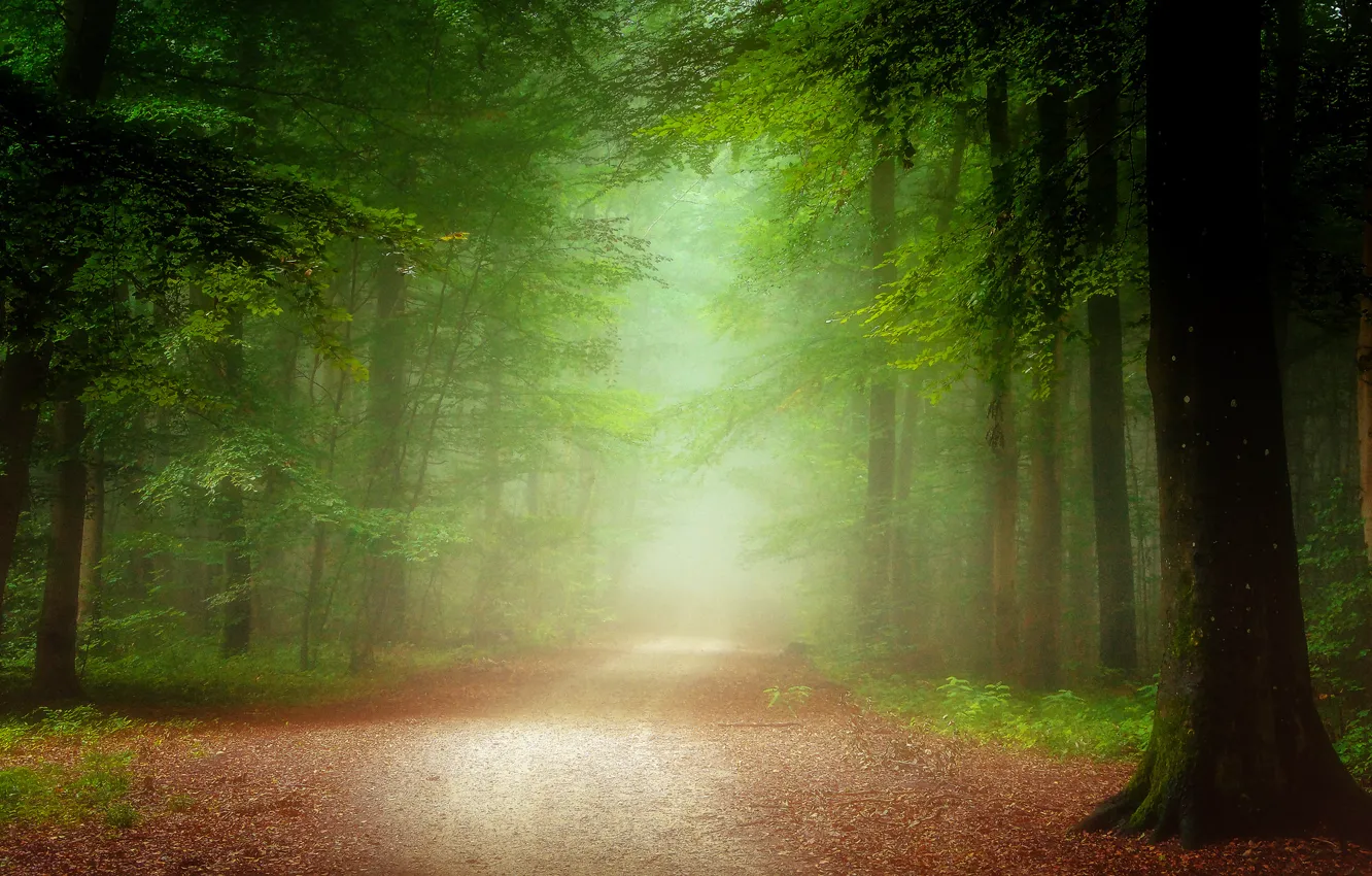 Фото обои дорога, осень, лес, листья, деревья, туман