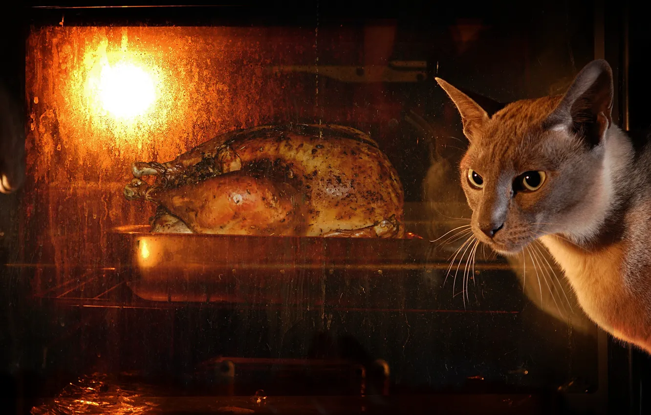 Фото обои кот, взгляд, морда, темный фон, еда, курица, печь, ожидание