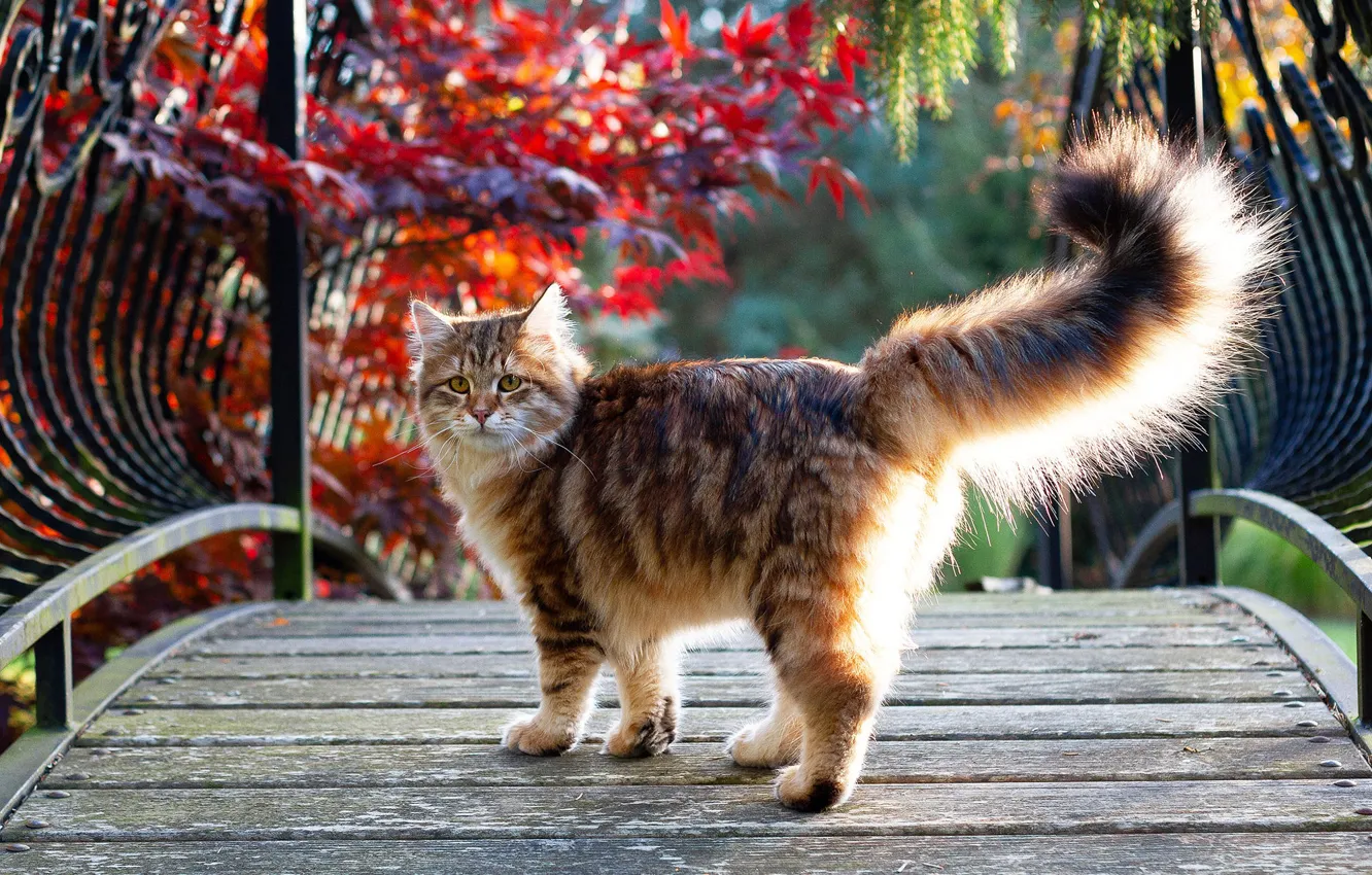 Фото обои кошка, кот, ветки, природа, котенок, листва, сад, рыжий