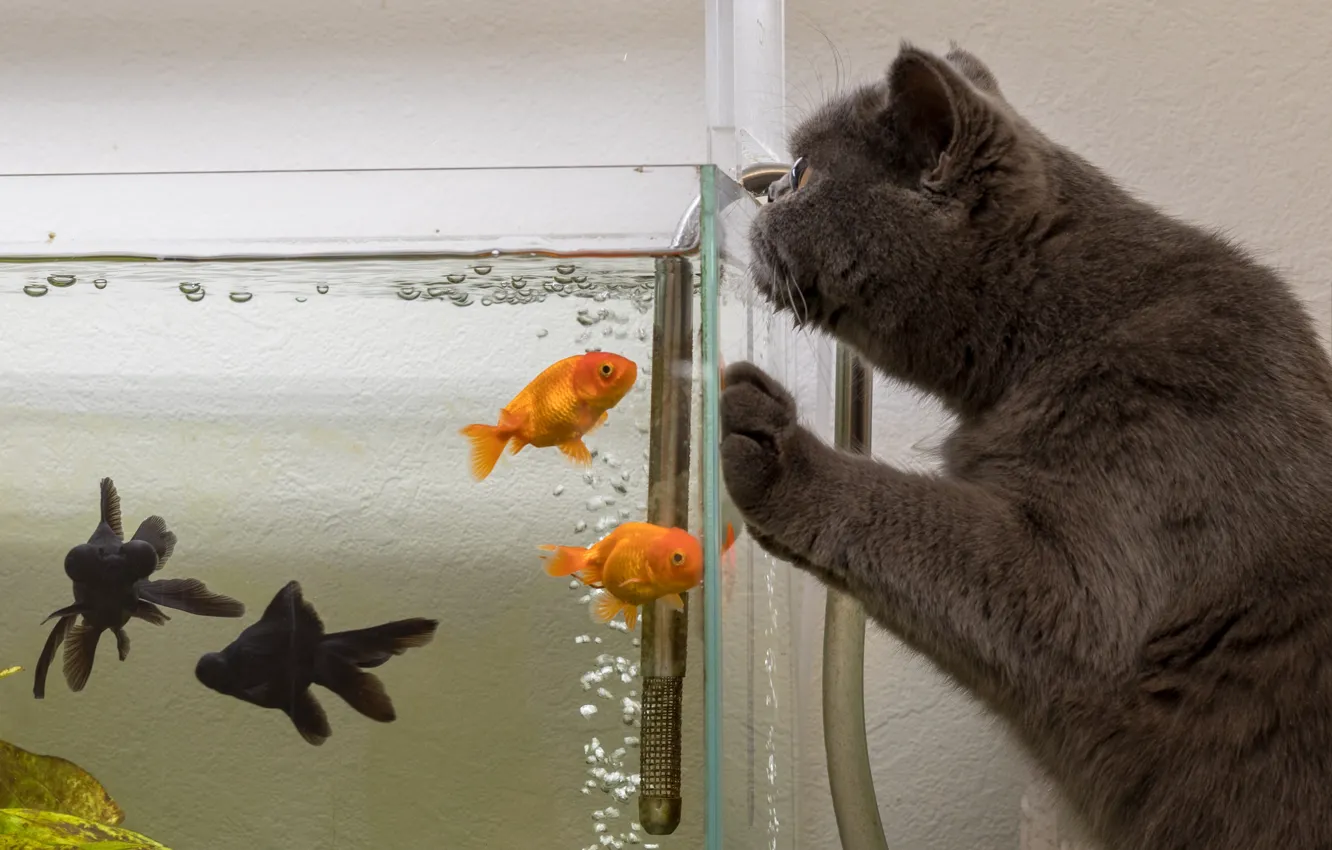 Фото обои кошка, кот, рыбки, аквариум, ситуация