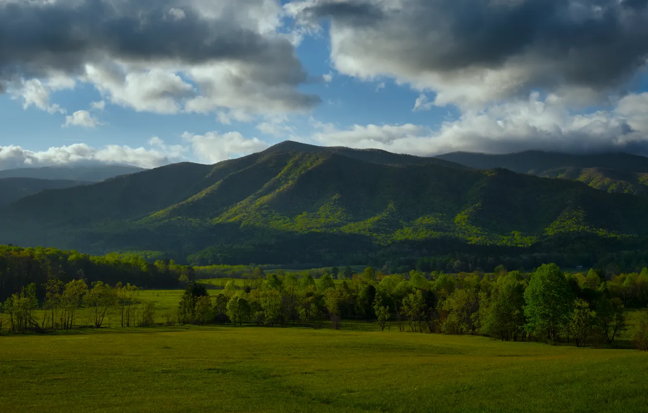 Фото обои grass, forest, sky, trees, field, landscape, nature, mountains
