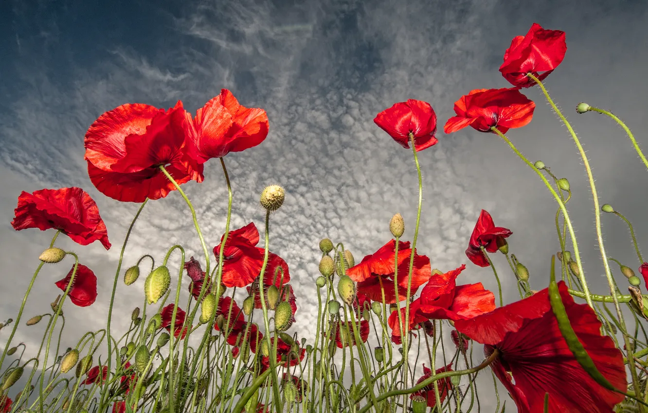 Фото обои поле, небо, облака, цветы, маки, красные
