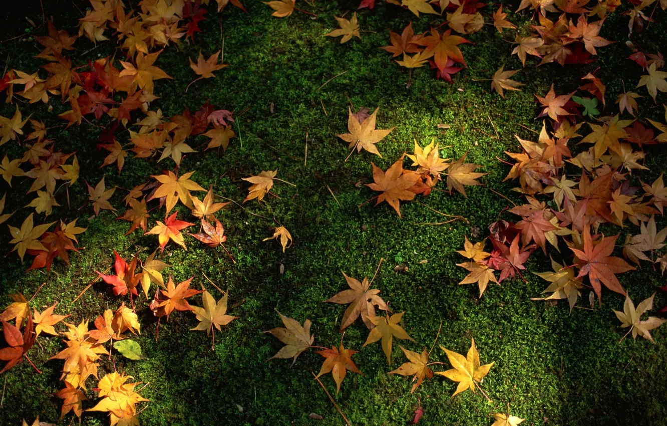 Фото обои осень, лес, природа, россыпь, зелёная трава, зелёный фон, осенние жёлтые листья