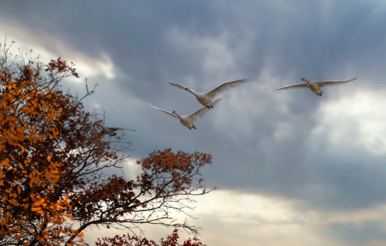 Фото обои осень, небо, облака, деревья, полет, птицы, ветки, тучи