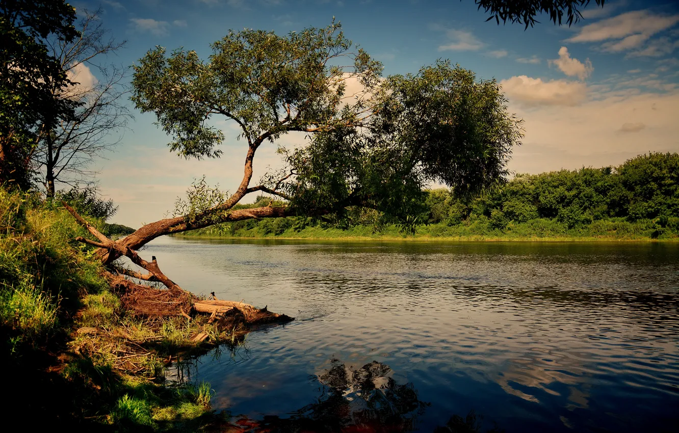 Фото обои река, дерево, рассвет, утро