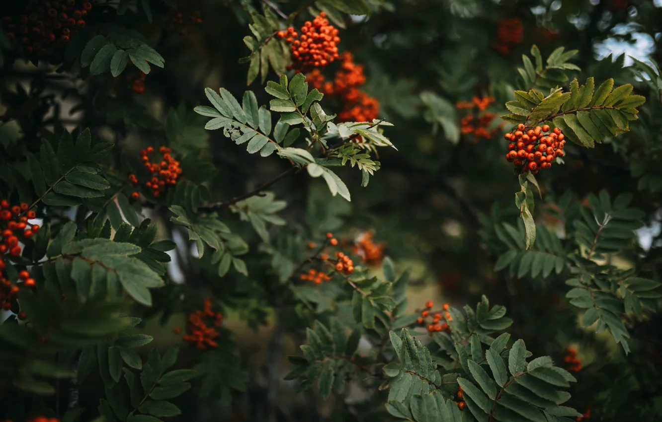 Фото обои осень, листья, ветки, природа, ягоды, дерево, плоды, красные
