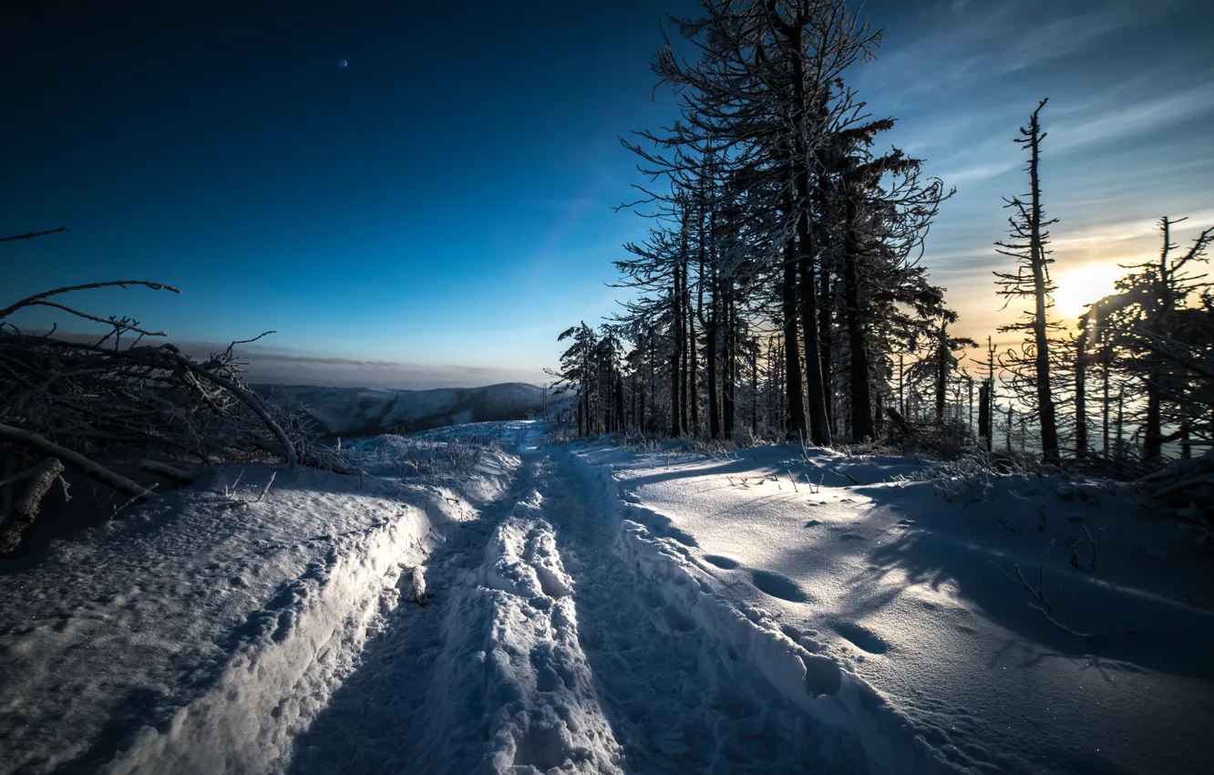 Фото обои зима, лес, снег