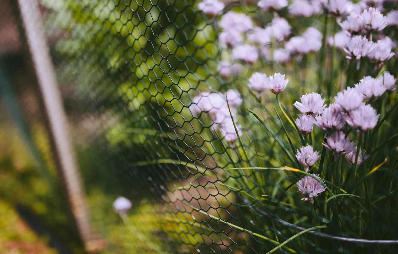 Фото обои трава, цветы, сетка, забор, ограда, лепестки