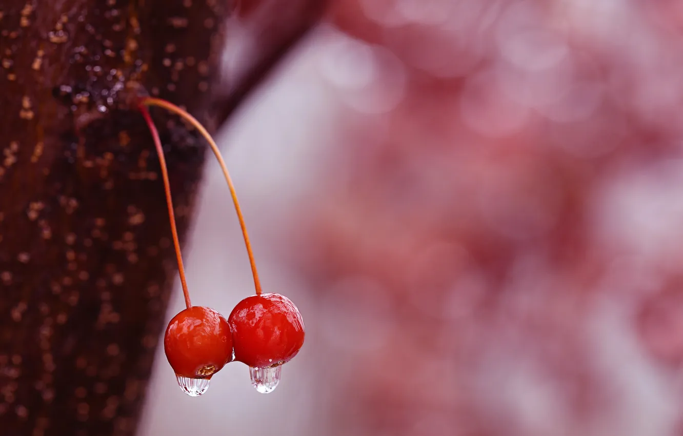 Фото обои вода, капли, вишня, ягоды, черешня