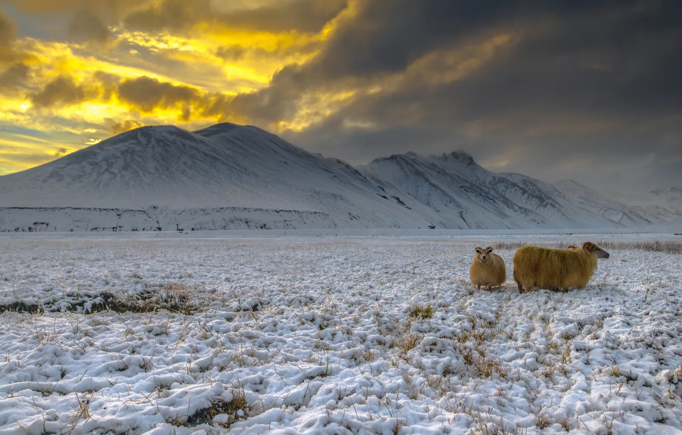 Фото обои снег, Исландия, высокогорье, козы, Ландманналейгар