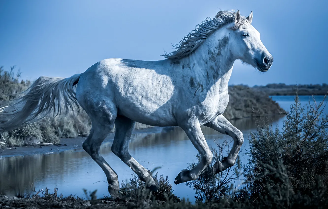 Фото обои белый, небо, свет, конь, берег, лошадь, кусты, водоем