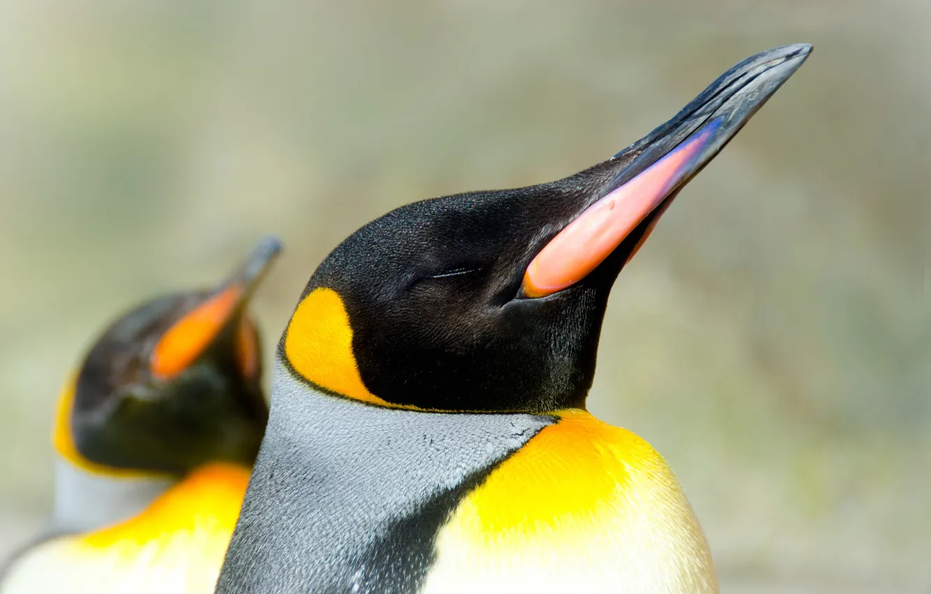 Фото обои птица, клюв, королевский пингвин