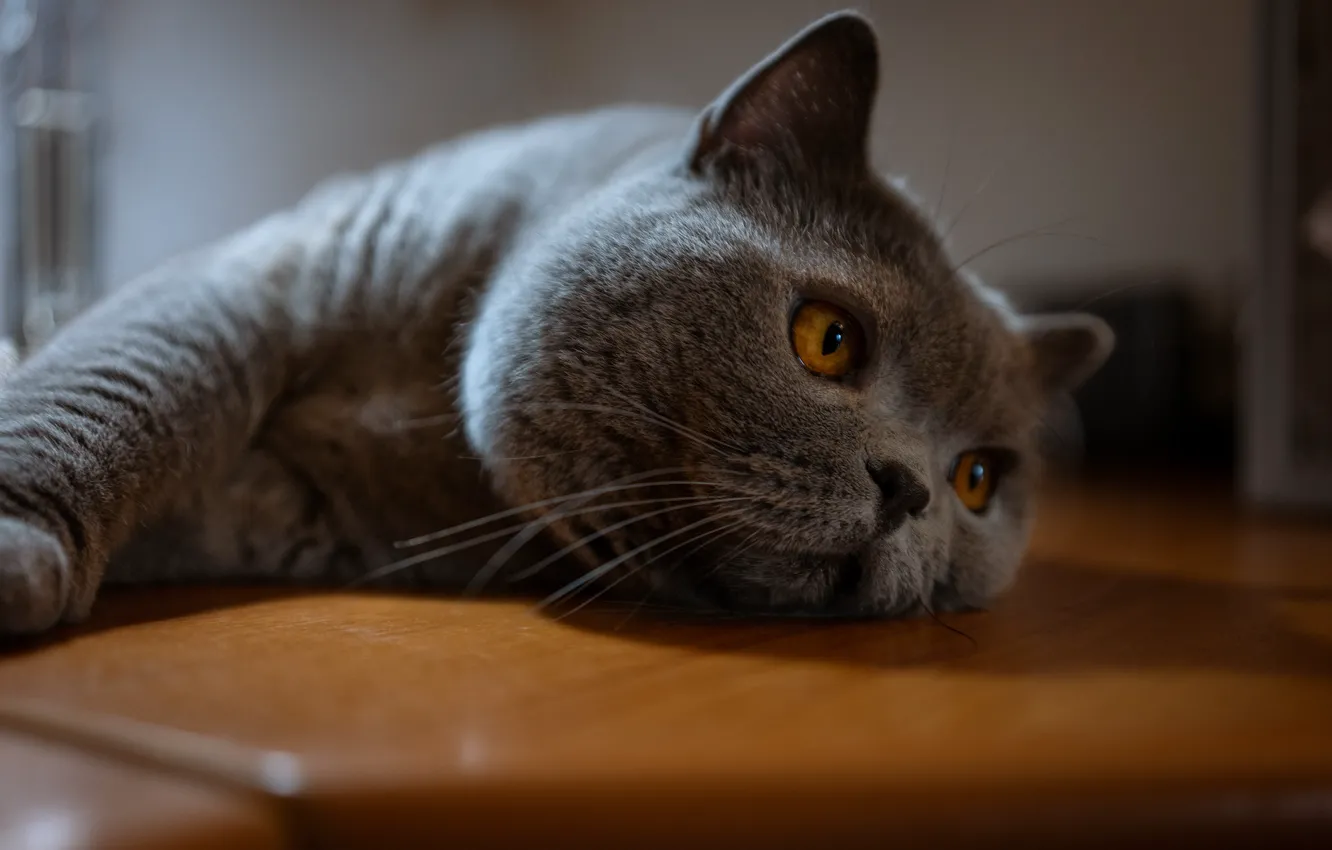 Фото обои кошка, кот, взгляд, поза, мордашка