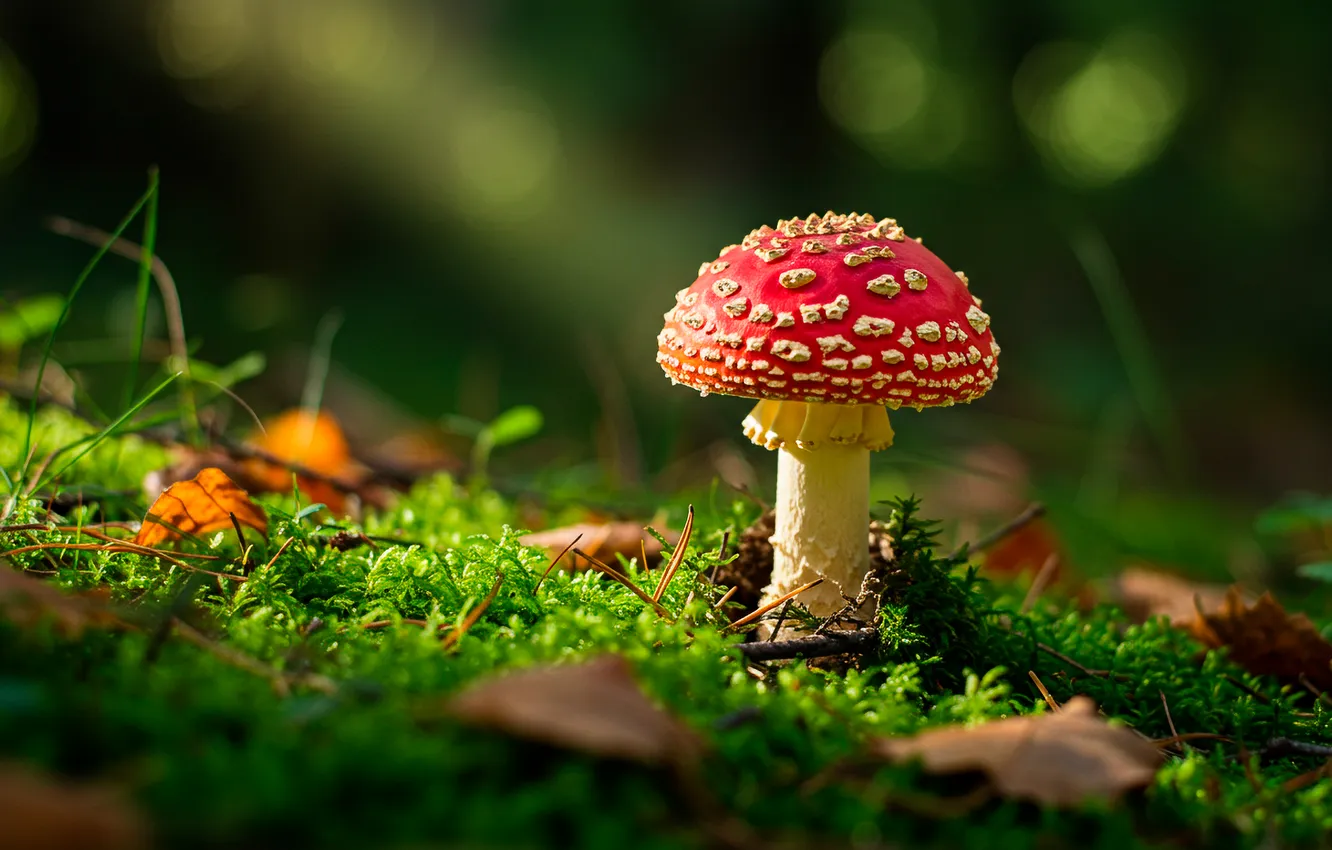 Фото обои лес, листья, солнце, гриб, мох, мухомор, forest, leaves