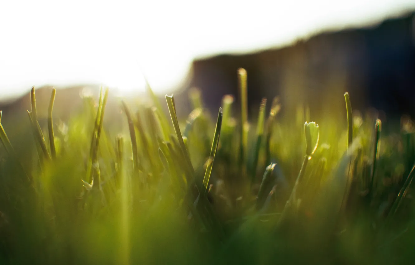 Фото обои зелень, трава, макро, свет, природа, роса, газон
