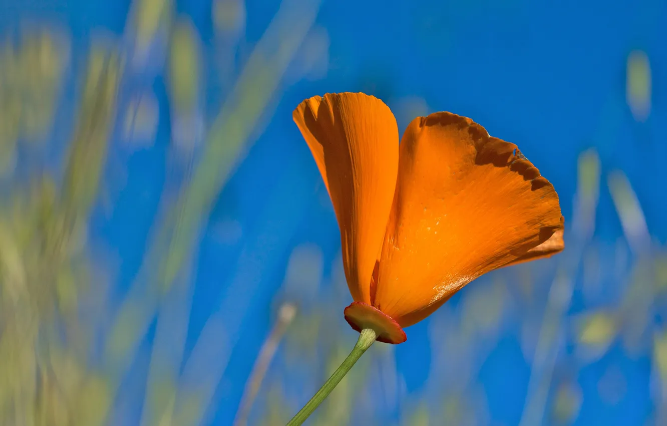 Фото обои цветок, оранжевый, лепестки