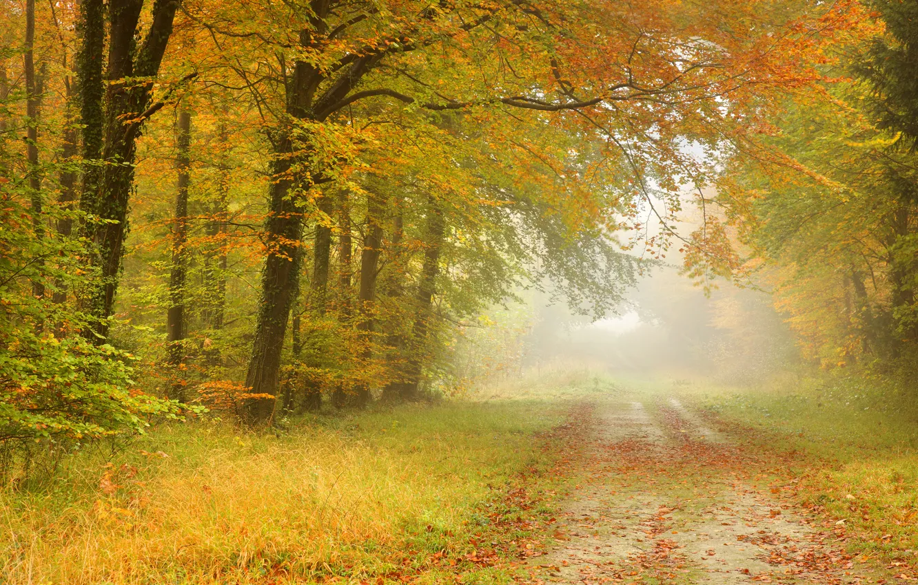 Фото обои дорога, осень, лес, листья, деревья, пейзаж, туман