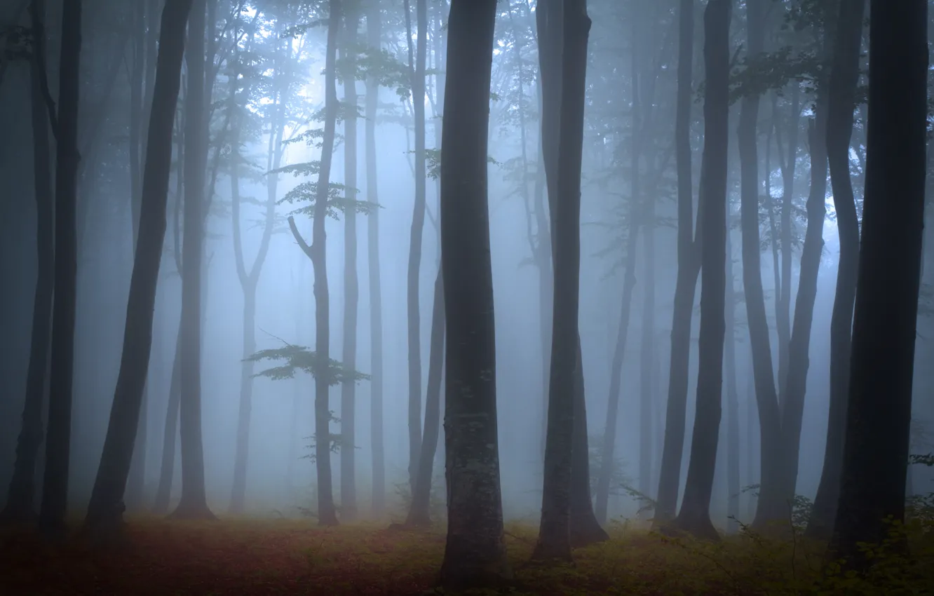 Фото обои лес, деревья, пейзаж, природа, туман