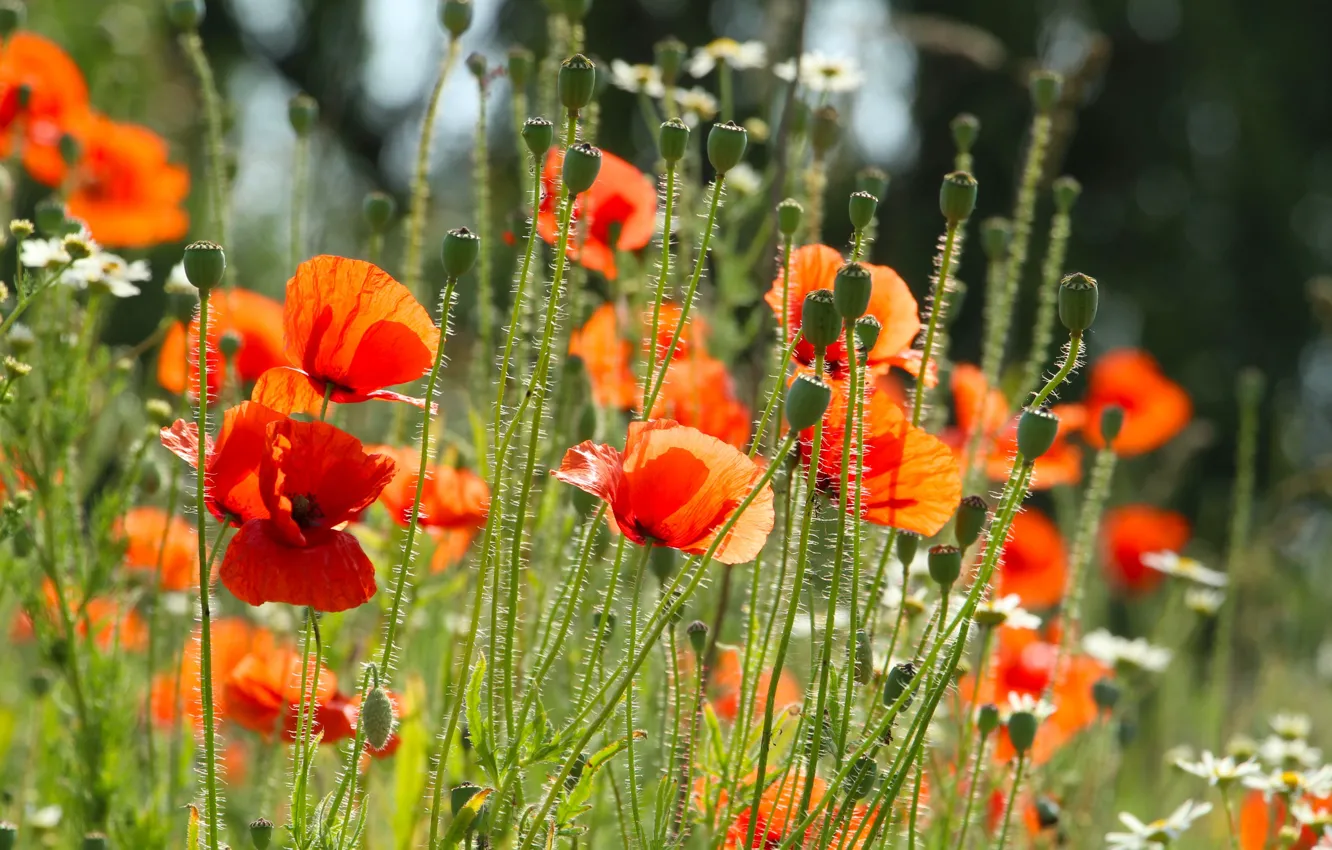 Фото обои red, field, garden, poppy, meadow