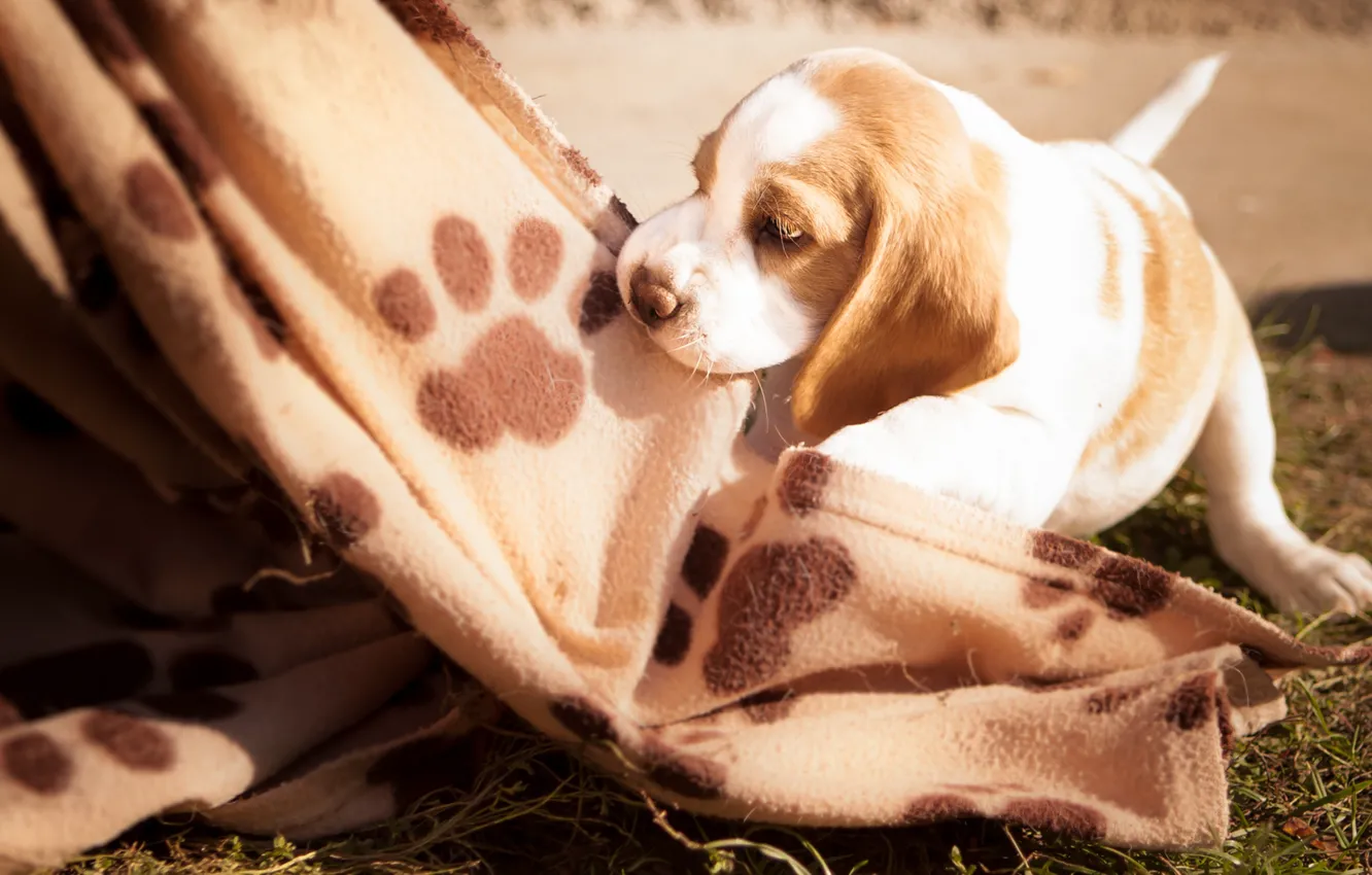 Фото обои трава, игра, собака, малыш, щенок, одеяло, плед, бигль