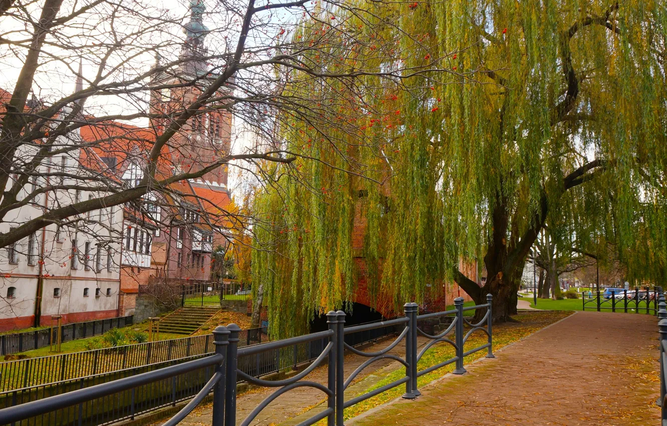 Фото обои city, tree, street, building