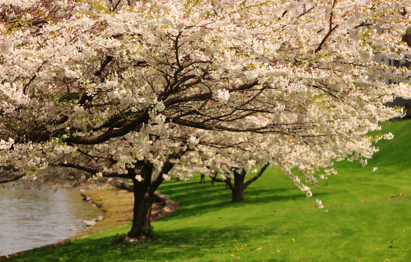 Фото обои дерево, Весна, цветение, trees, spring, flowering