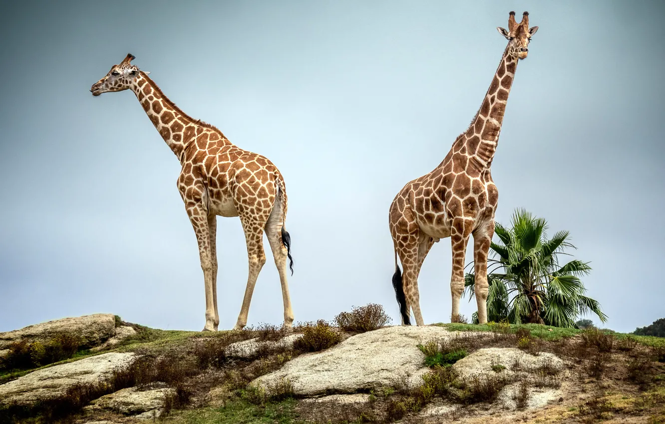 Фото обои пара, жирафы, шея