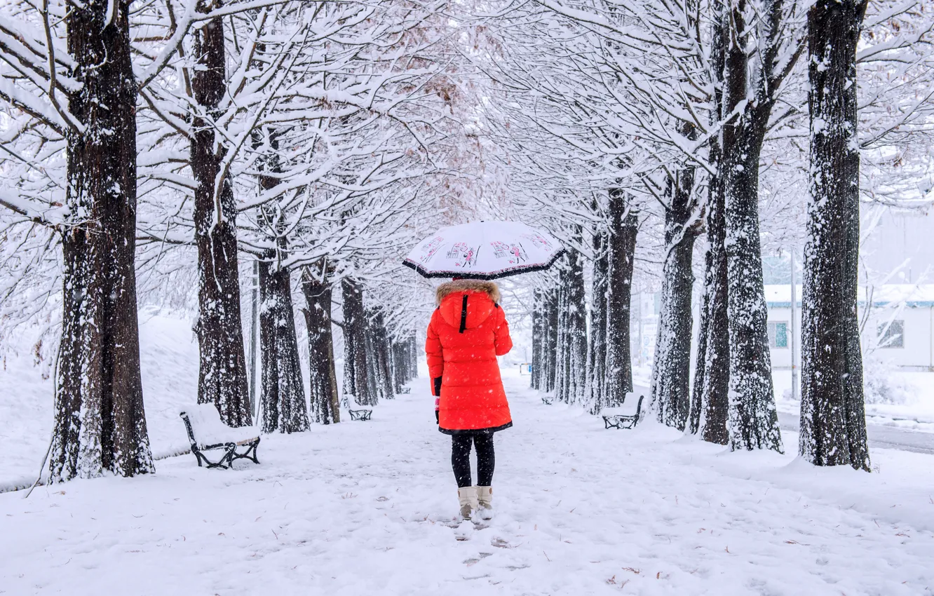 Фото обои зима, девушка, снег, деревья, парк, зонт, girl, аллея