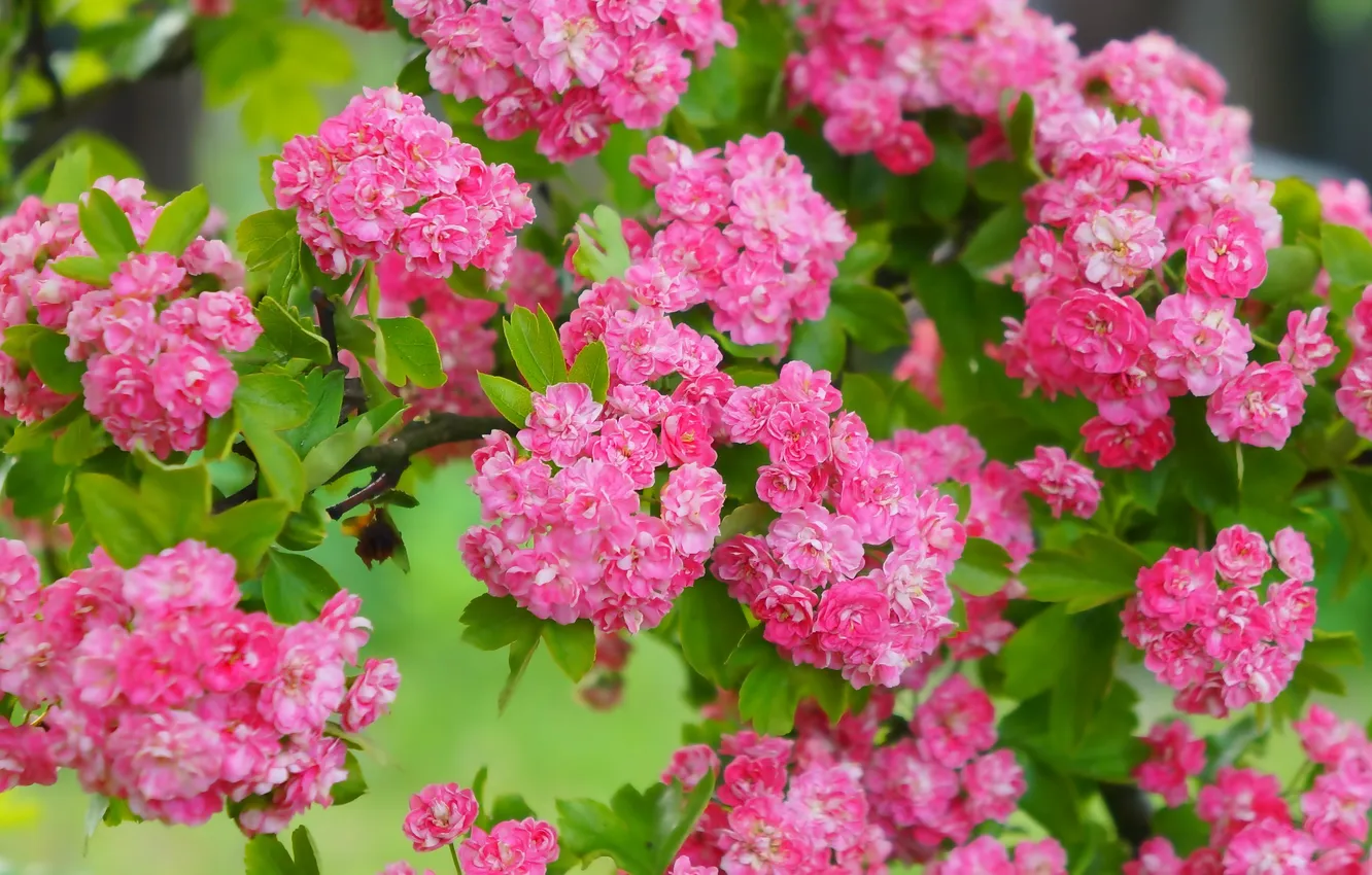 Фото обои red, flower, blooming