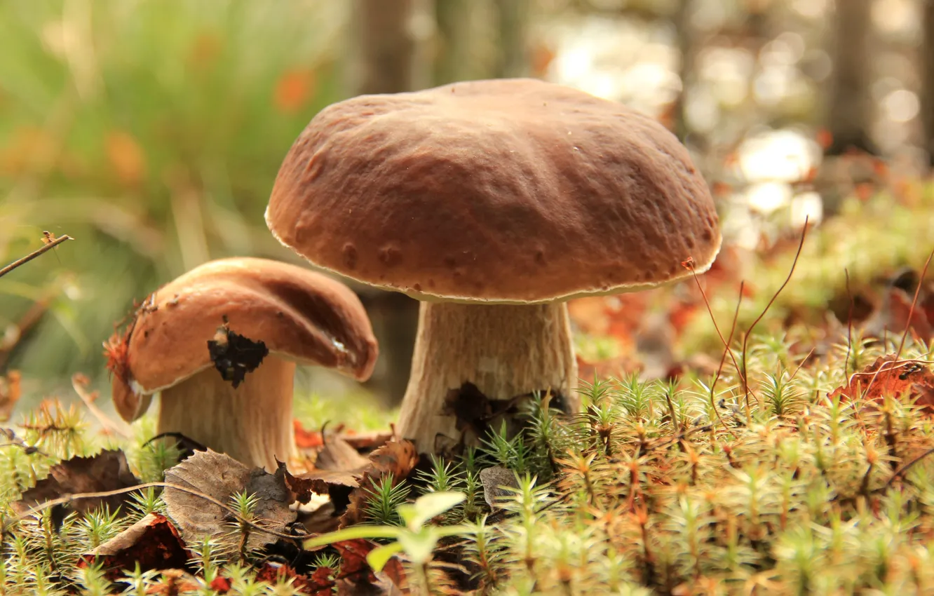 Фото обои грибы, мох, боровик