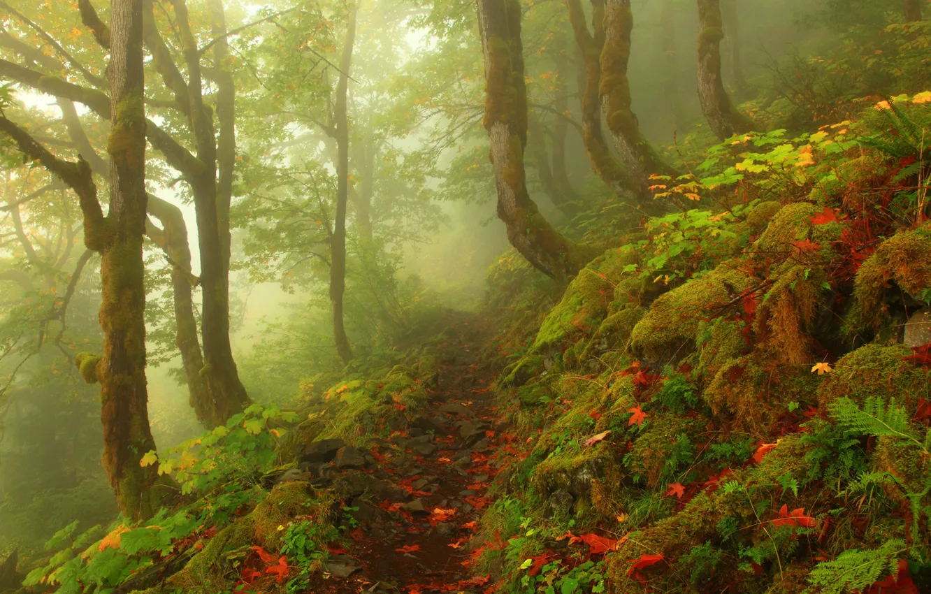 Фото обои деревья, туман, камни, листва, Лес