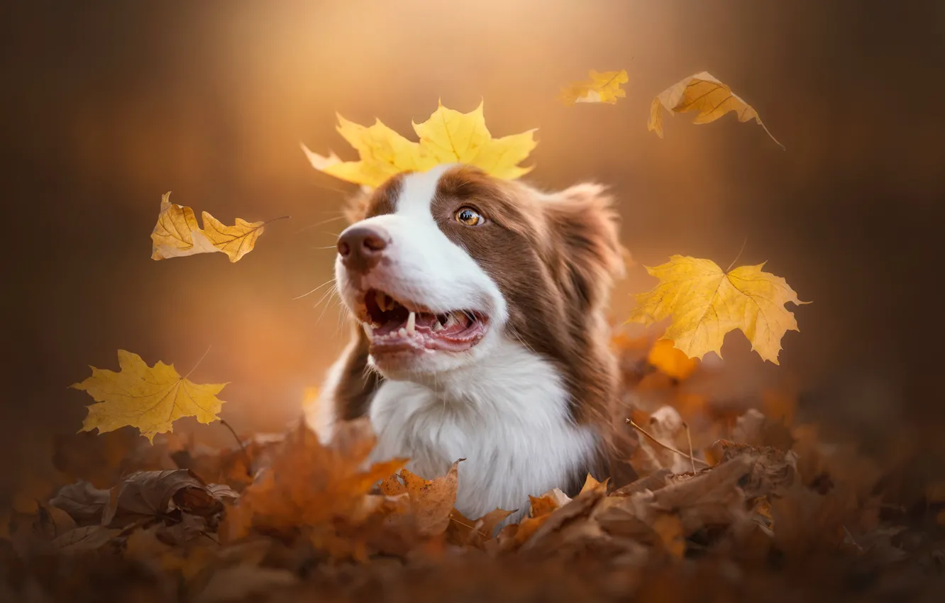 Фото обои осень, морда, листья, собака