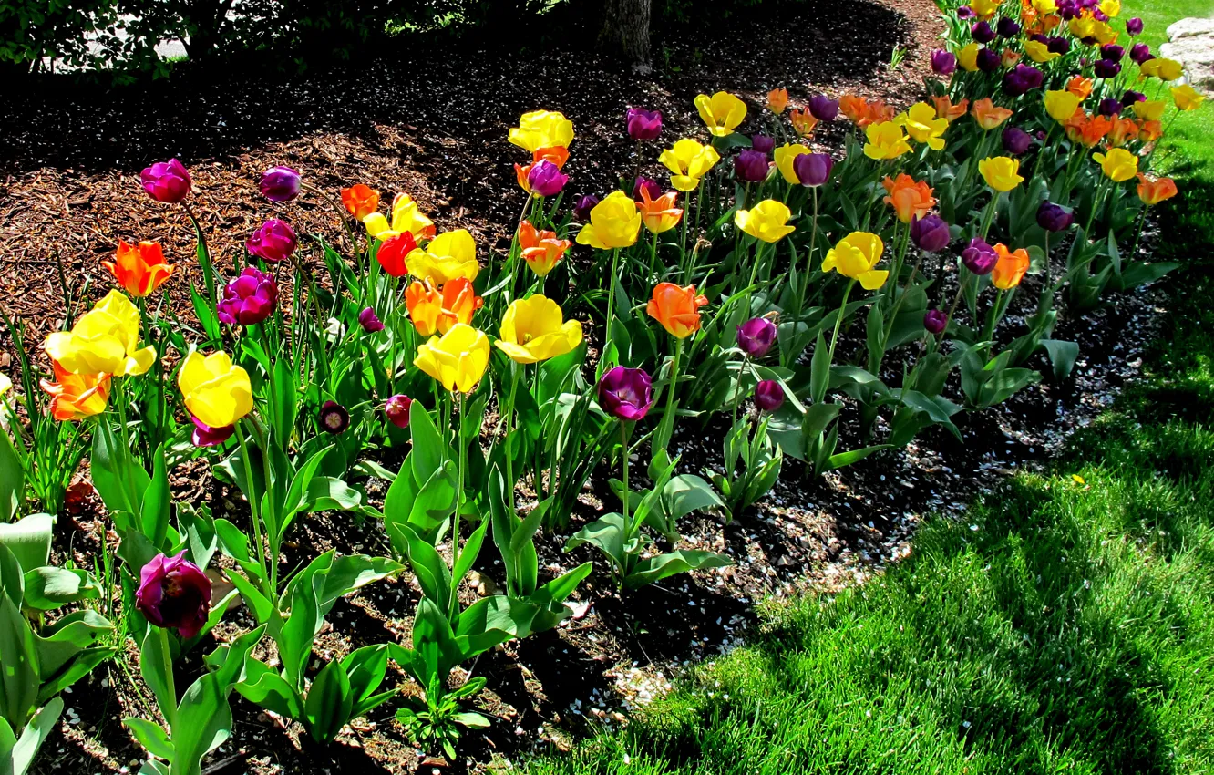 Фото обои Весна, Тюльпаны, Spring, Colors, Tulips