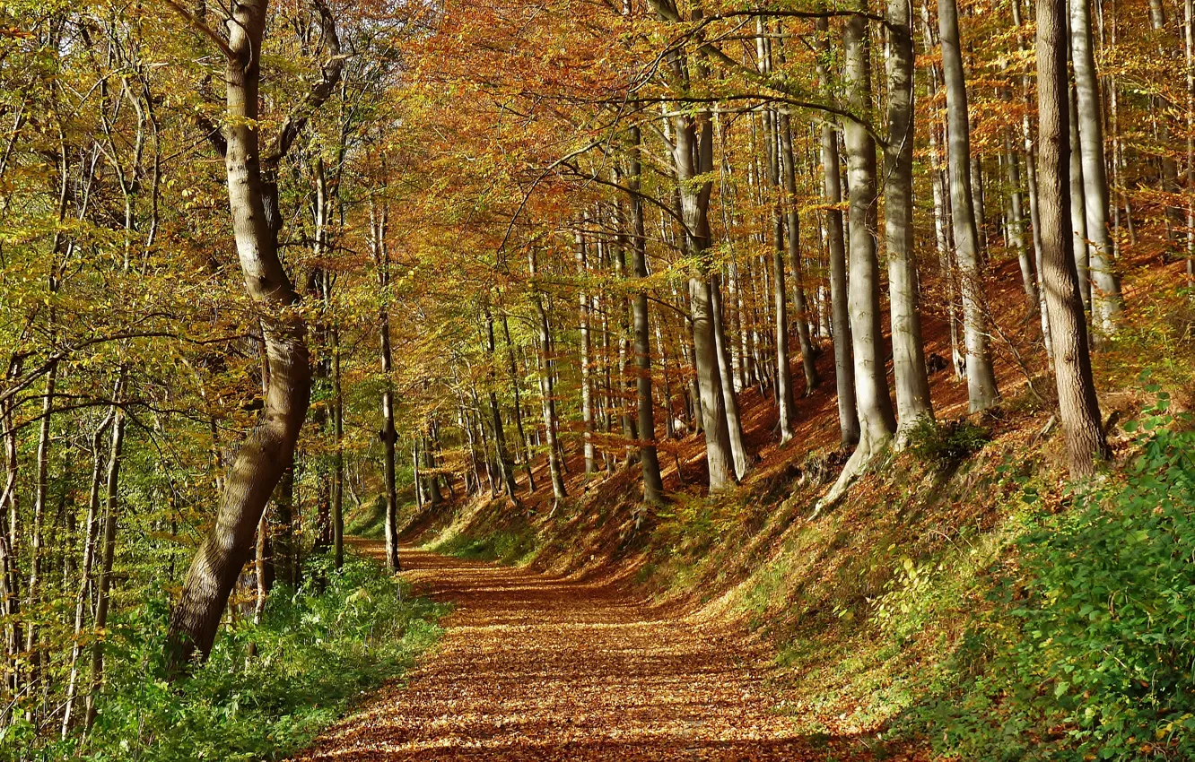 Фото обои осень, лес, листья, лучи, деревья, дорожка, forest, листопад