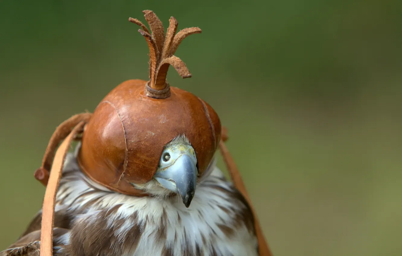 Фото обои птица, шлем, сокол