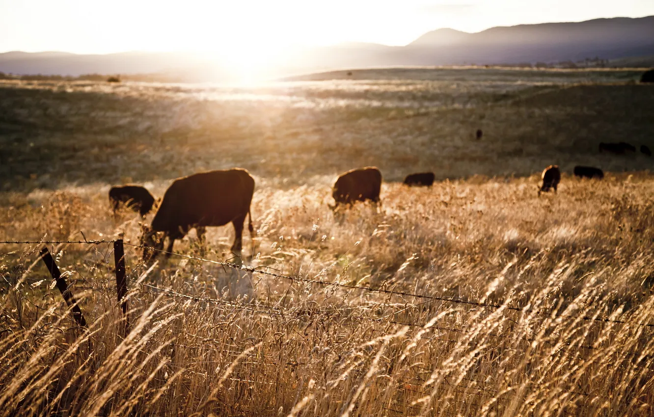 Фото обои поле, пейзаж, закат, забор, коровы