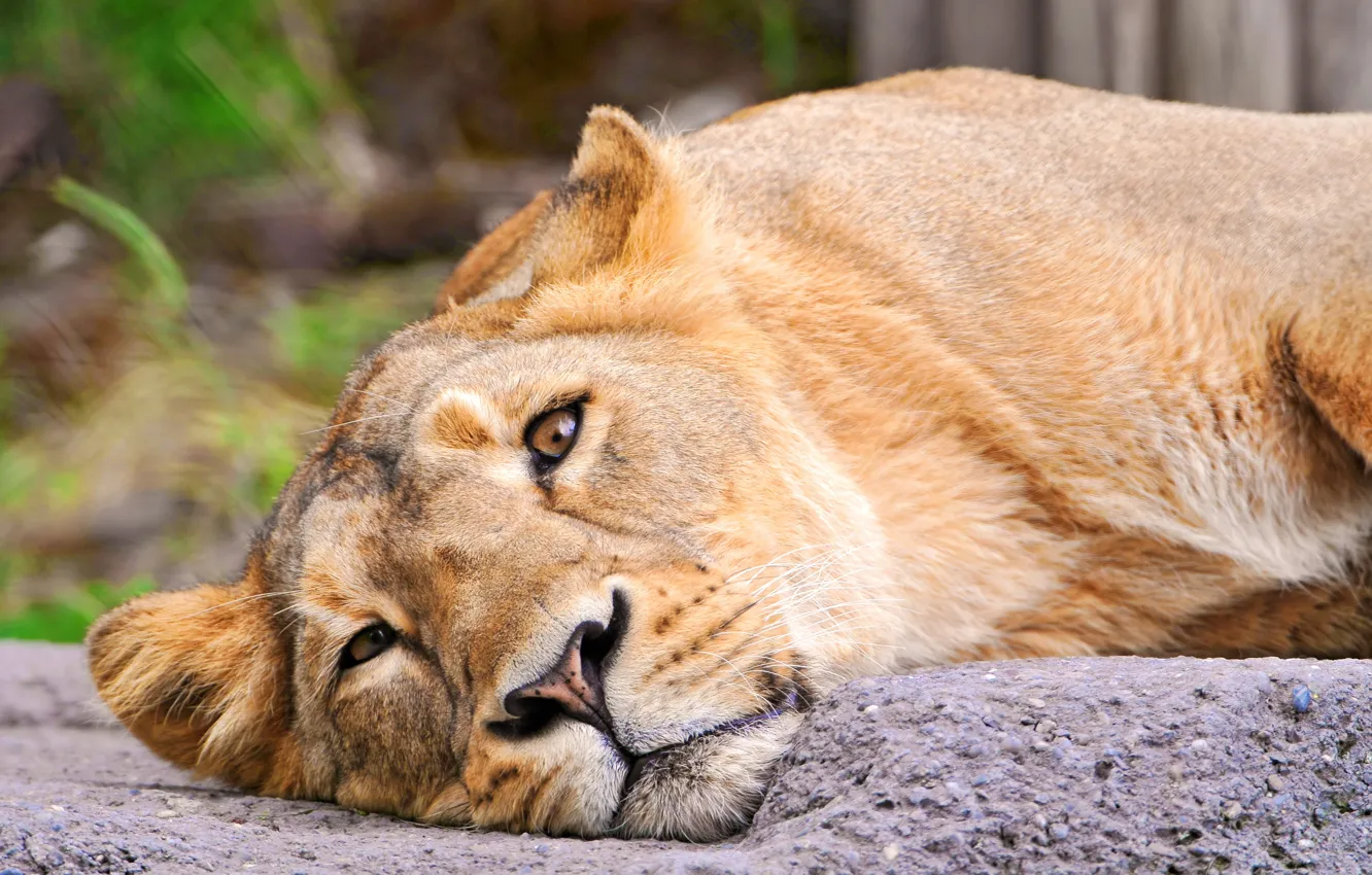 Фото обои морда, лев, лежит, львица, смотрит