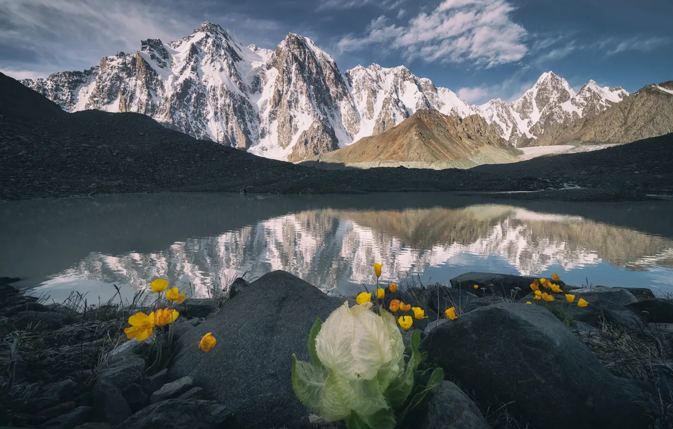 Фото обои пейзаж, цветы, горы, природа, озеро, камни, растительность, снега