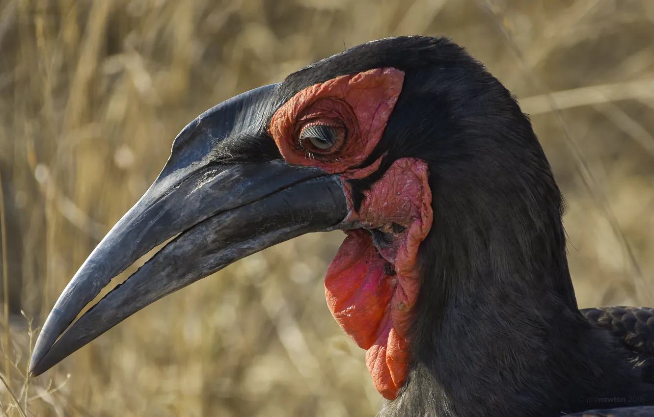 Фото обои South Africa, Kruger National Park, Southern Ground Hornbill. Satara