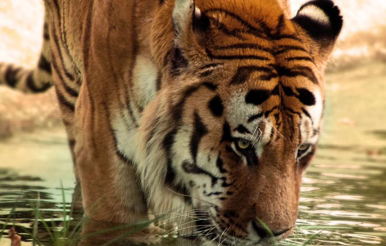 Фото обои вода, тигр, сушняк