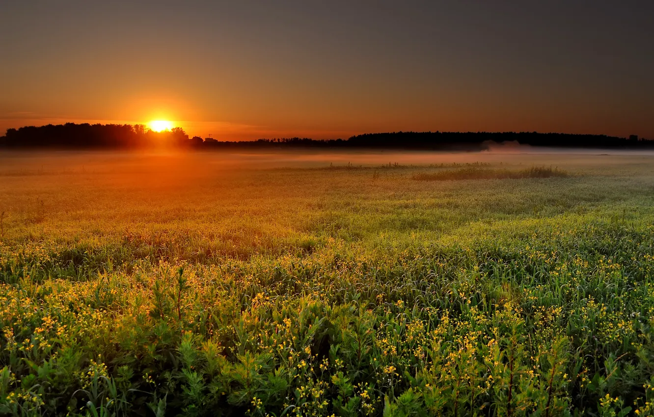 Фото обои поле, солнце, пейзаж, природа, туман, восход, рассвет, утро