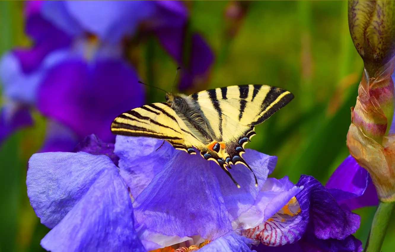 Фото обои Макро, Цветы, Весна, Бабочка, Flowers, Spring, Macro, Butterfly