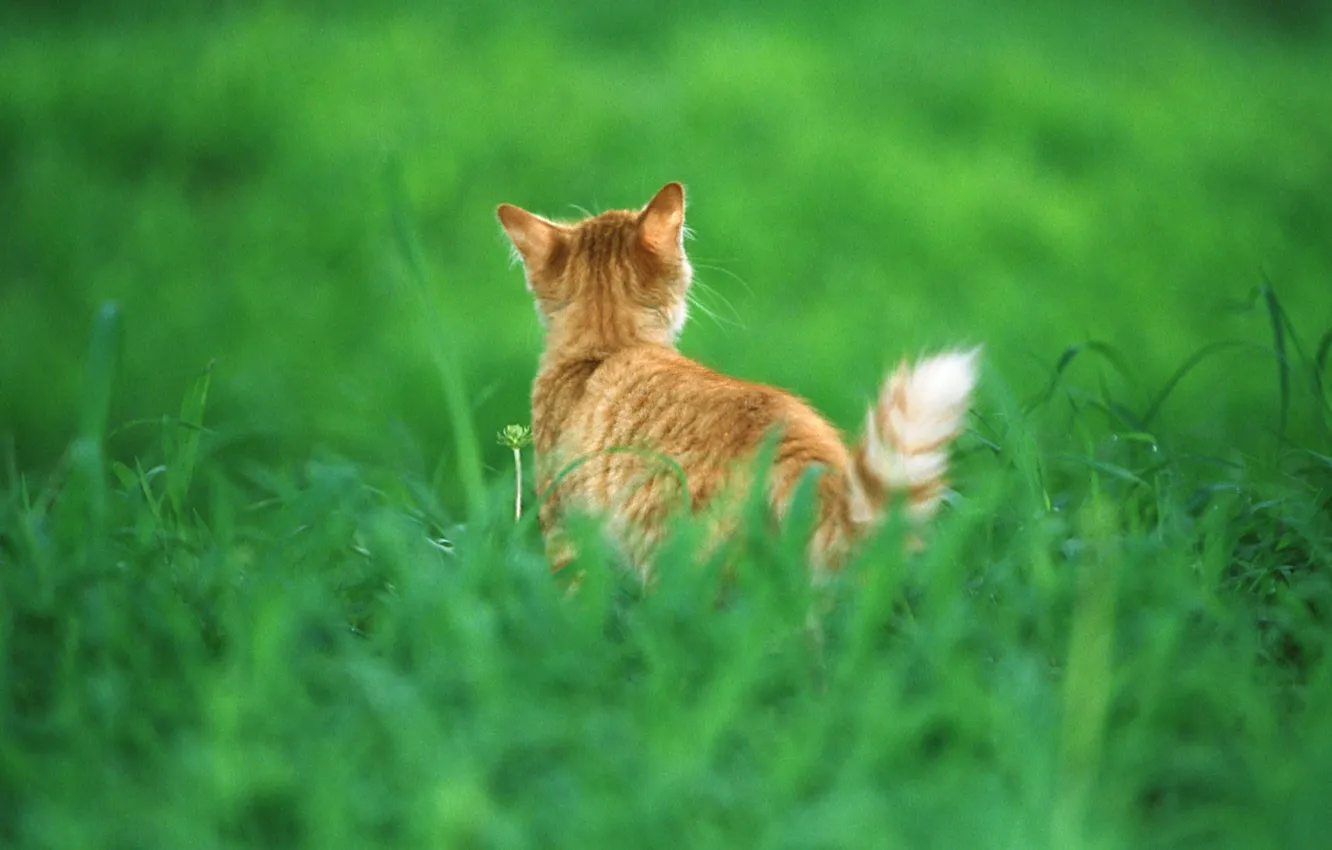 Фото обои трава, кот, рыжий, хвост