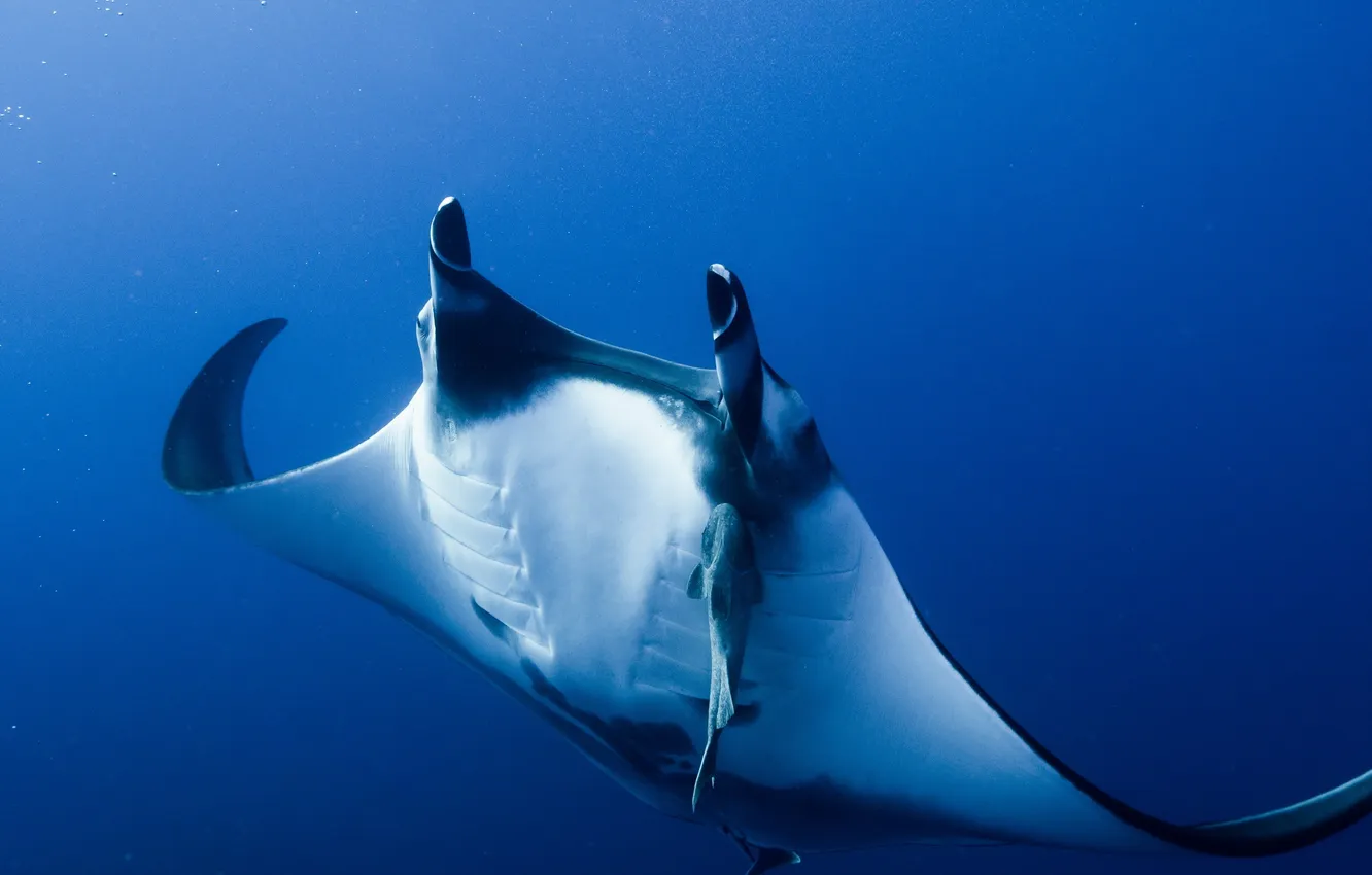 Фото обои Manta Ray, Pacific ocean, Socorro