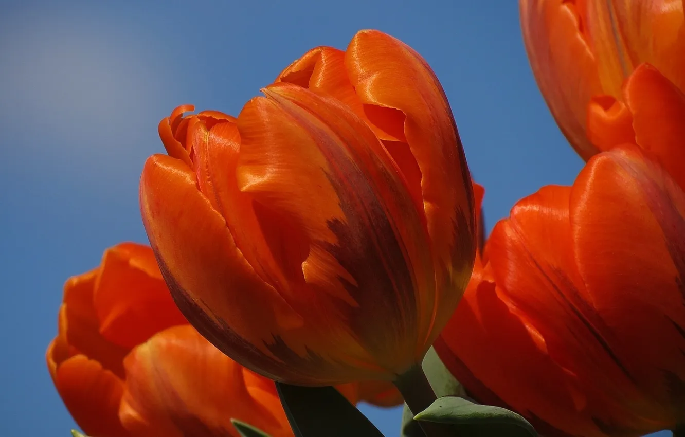 Фото обои небо, лепестки, тюльпаны, оранжевые