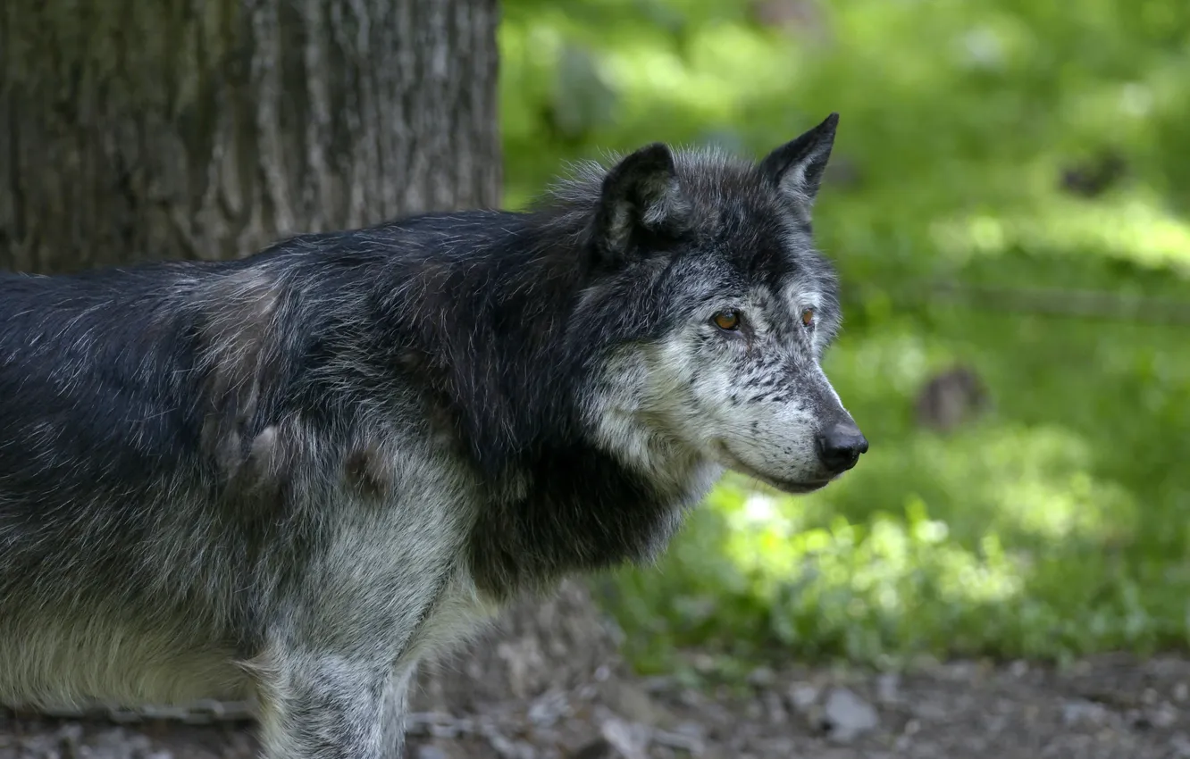Фото обои серый, волк, хищник, профиль