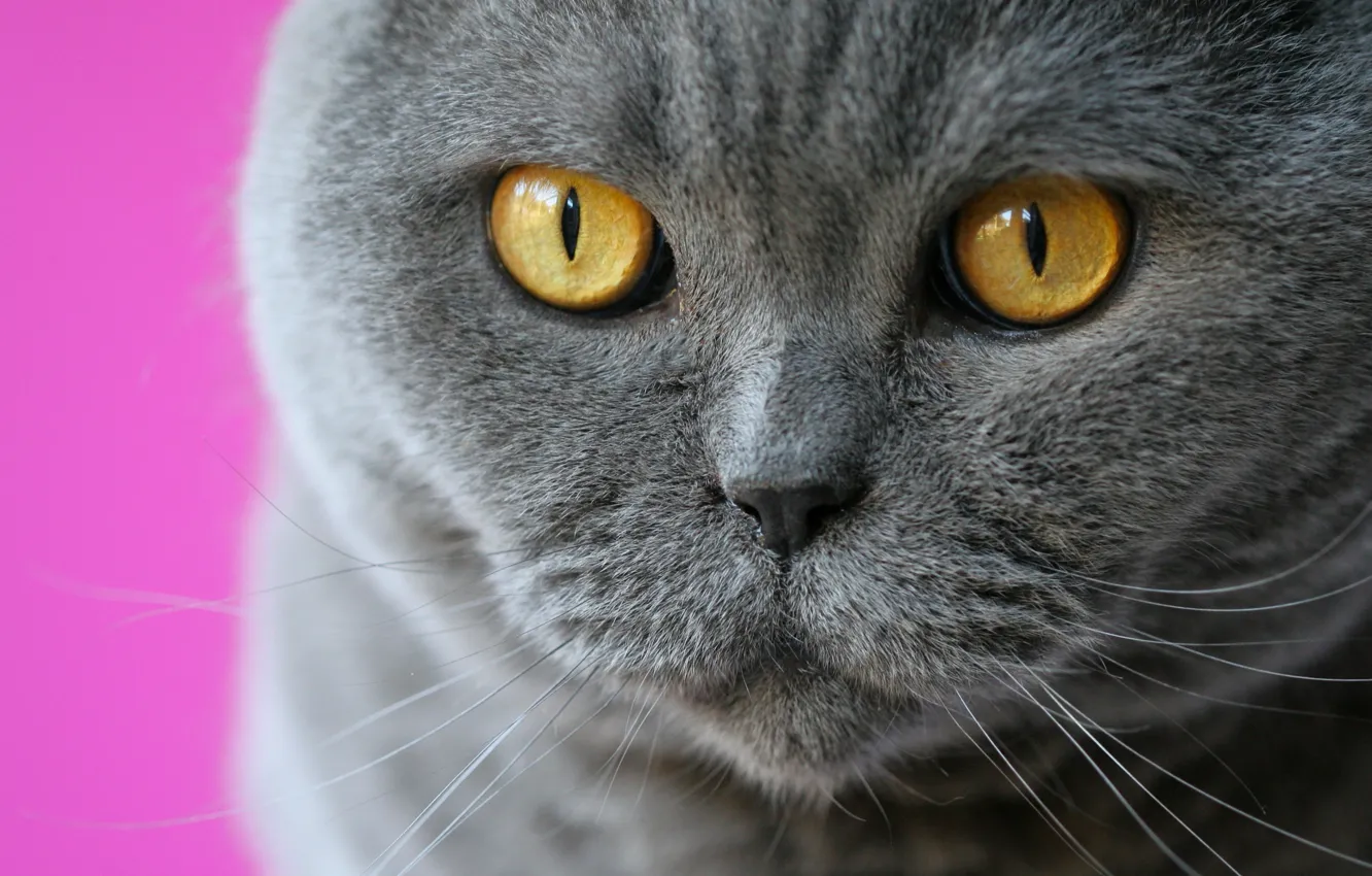 Фото обои кошка, глаза, кот, усы, взгляд, мордочка, Британская короткошёрстная кошка