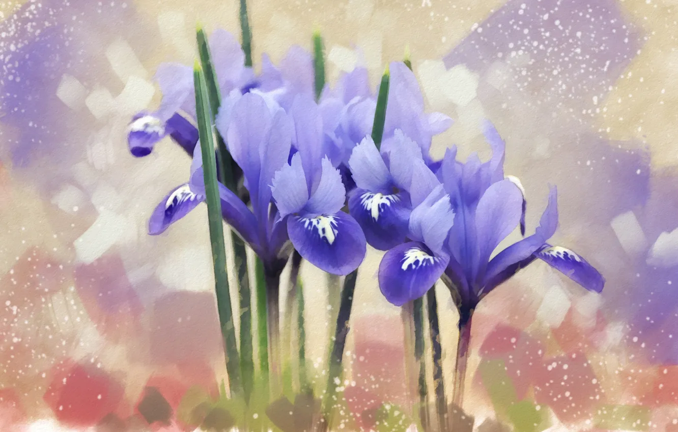 Фото обои цветы, синий, ирис
